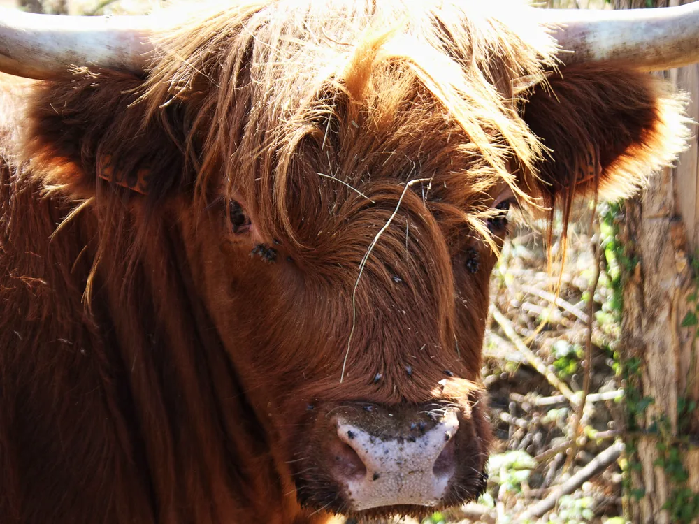 Vache Highland rousse au long pelage photographiée à Saint-Pourçaint, dans l'Allier