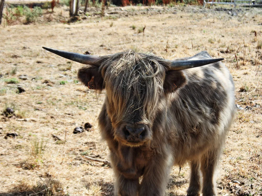 Vache Highland aux longues cornes debout dans un pré sec à Beaulon, dans l'Allier