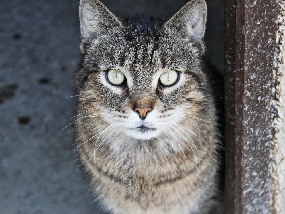 Chat tigré aux yeux verts assis contre un mur de pierre à Moulins