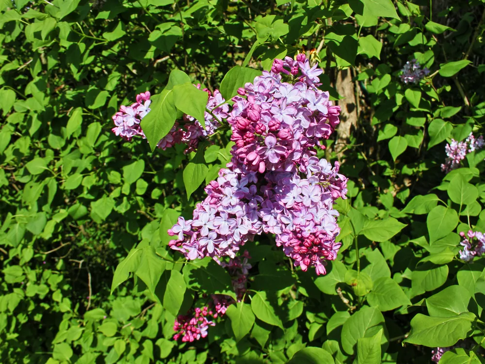 Grappes de lilas mauve en fleurs dans un jardin à Moulins, dans l'Allier